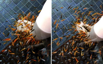 照片：「披著虎皮的貓」BLOG